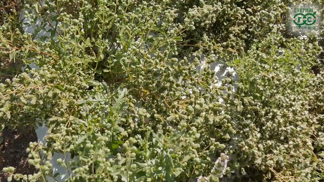 Ароматные травы на вашем участке смотреть онлайн