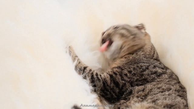 Кот Кокосик в мехах. Кокос атакует меховую лежанку :) смотреть онлайн