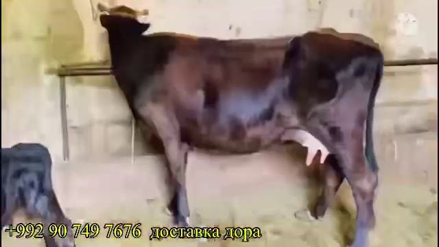 ГОВИ ГУСАЛАДОР НАРХИ АРЗОН ДОСТАВКА ДОРА ЛЮБОЙЖОЙ ???5 августа 2022 г. смотреть онлайн