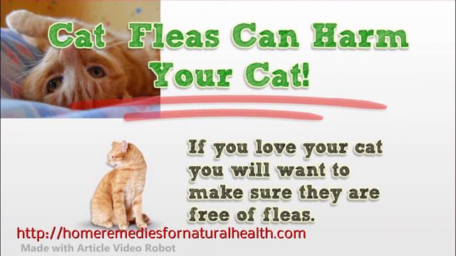 Get Rid Of Cat Fleas In House Cat Flea Extermination