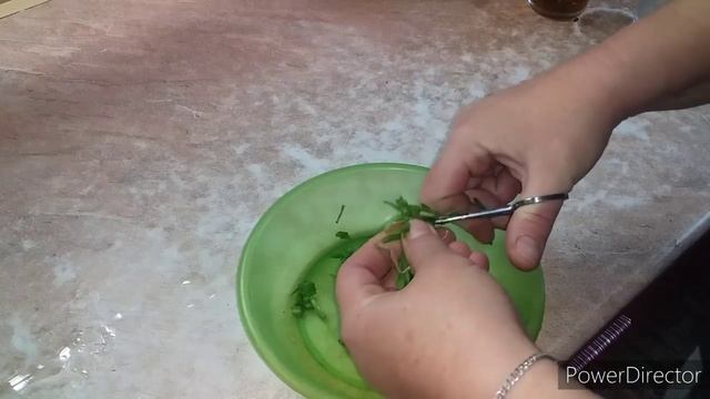 Цыплятам 10 Дней/Как давать Цыплятам Зелёный Лук/Переводим на Опилки/Брудер для Цыплят смотреть онлайн