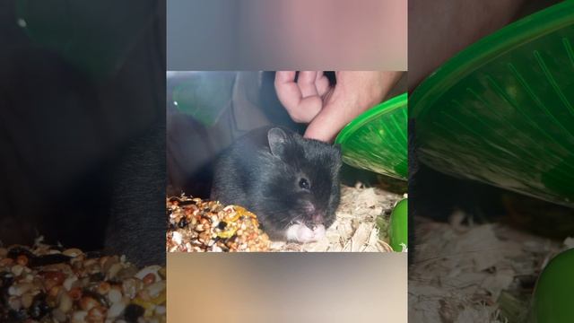Сирийские хомячки внешний вид и всё остальное ? смотреть онлайн