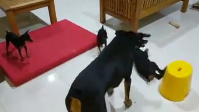 Doberman Puppy Having Fun With A Min Pin - Dogs Playing смотреть онлайн