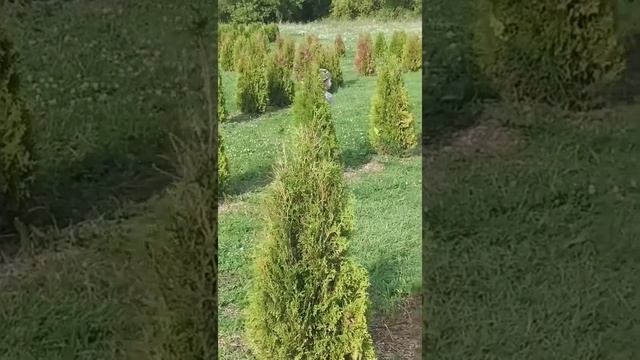 Семейный ВЛОГ.Кудыкина гора смотреть онлайн