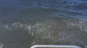 Лодка Тактика 390 на волнах