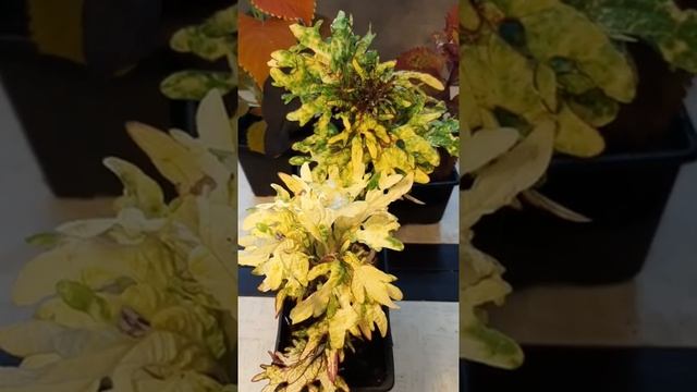 колеус Mint Mocha