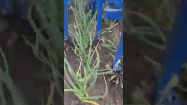 Прополка чеснока продолжается. смотреть онлайн