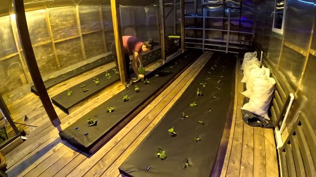 Как легко заработать в деревне. Высадка огурцов в зимнюю теплицу/Клубничные бугры для зимней теплиц