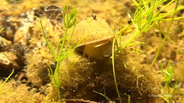 1. Test with Canon LEGRIA HF G30 under water смотреть онлайн