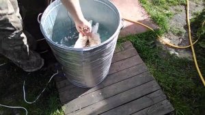 Убой бройлера, шпарчан, конус для убоя, перосъемная машина своими руками 3