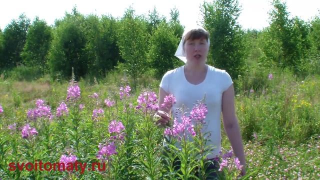 Иван чай или Кипрей смотреть онлайн