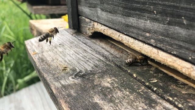 Bienen Bei Der Arbeit-1080p.mp4