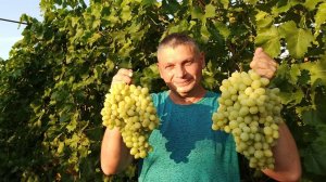 Созрел виноград Ландыш Тасон Мускат Дубовский отличный виноград для белого домашнего вина с мускатом