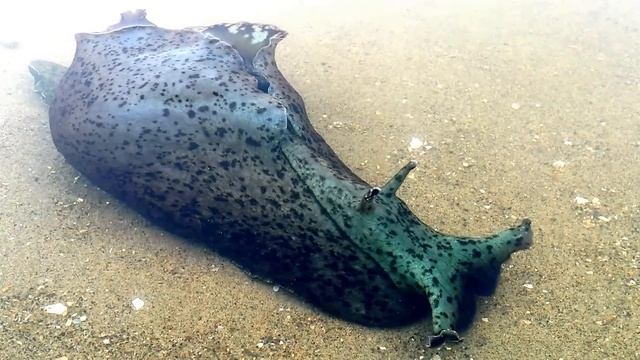 The California Sea Hare - Aplysia Californica