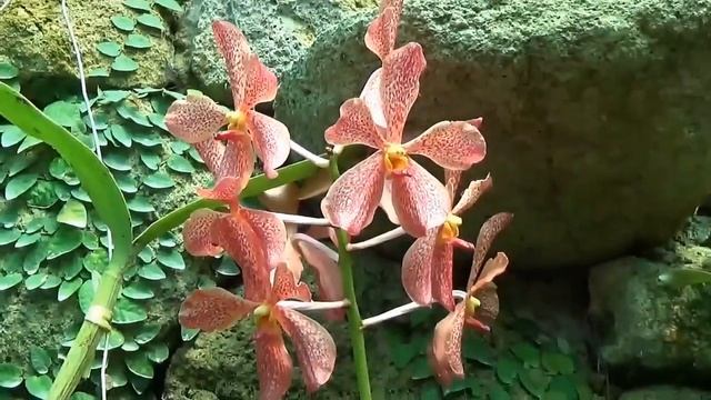 Оранжерея орхидей?/El Níspero/Panama смотреть онлайн