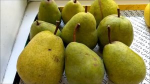 А ЗНАЕТЕ КАК ХРАНИТЬ ГРУШИ ЧТОБЫ КУШАТЬ ИХ ДО ЗИМЫ