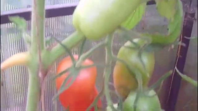 Несколько сортов урожайных и очень вкусных томатов смотреть онлайн
