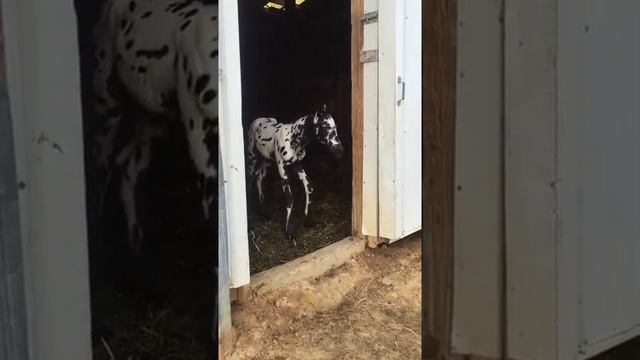 Appaloosa is a horse of a North American breed | Аппалуза - лошадь североамериканской породы | Shor смотреть онлайн