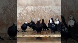 Бакинские бойные  голуби Чили