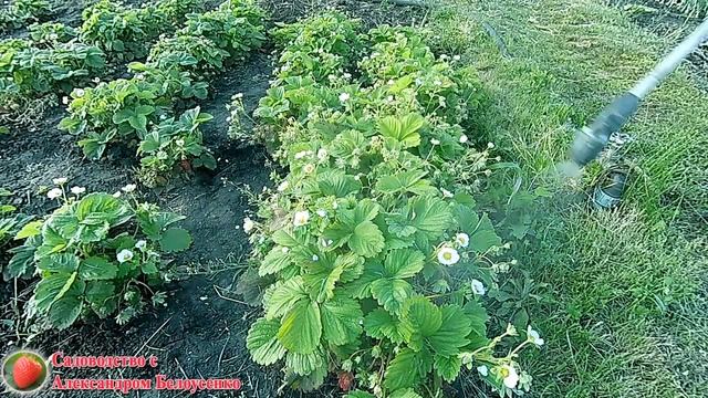 Обработка листьев клубники от бурой пятнистости народными средствами смотреть онлайн