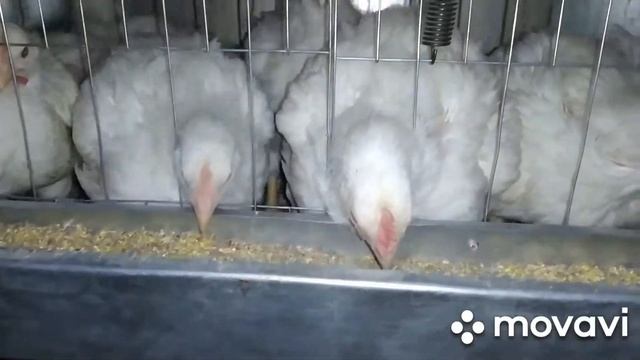 Конус для забоя птицы своими руками смотреть онлайн