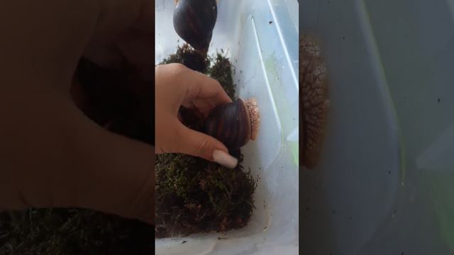 наши имки уже почти стали иметь чёрный цвет ракушки, значит почти взрослые#улитка #ахатины #ахатины смотреть онлайн