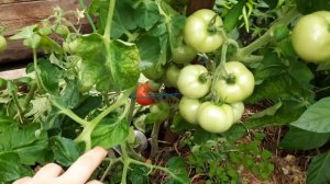 Томат Сибирячок, в полной зрелости очень сладкий. Обзор в теплице на 25.07.21