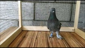 ГОЛУБИ ТУРЕЦКАЯ ТАКЛА ПО ЦВЕТАМ / DOVES TURKISH TAKLA (  Мухит , Казахстан г. Жаркент )