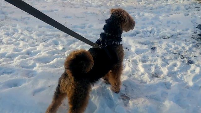 Dog Airedale Terrier собака эрдельтерьер стойка