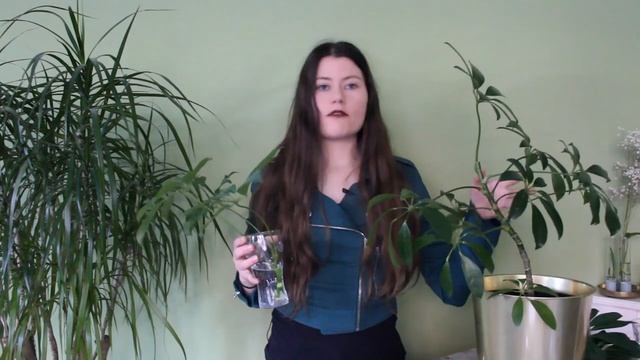 ? How to prune and propagate Schefflera arboricola ? смотреть онлайн