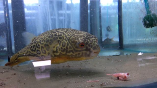 Как ест Тетраодон Мбу | How Tetraodon Mbu eats смотреть онлайн