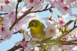 Волшебная Мелодия, Наполняющая Душу Нежным Трепетом и легкой грустью!