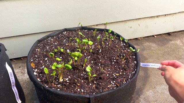 Ranunculus "Pastel Peonies" - Succession Planting смотреть онлайн