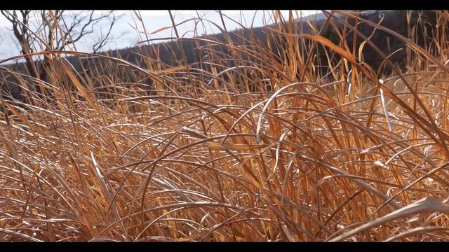 【八ヶ岳発】#99 60代～ゆるくて幸せな猫との日常(雪が積もったよ)/八ヶ岳南麓の風景「冬の美し森」/私の人生物語「サモエド犬スノーウィとの攻防戦」/猫たち/一人暮らし/田舎暮らし/移住暮らし/ смотреть онлайн