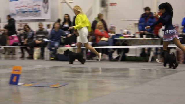 Суки промежуточный класс сравнение