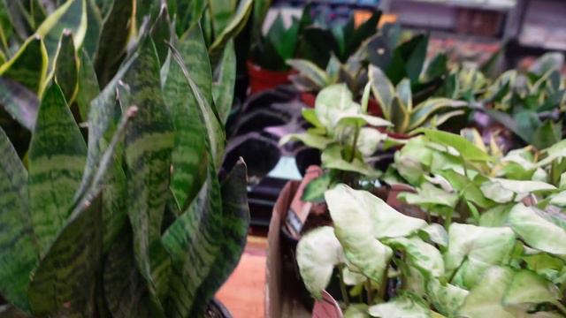 COME SHOP WITH ME AT EDUARDS GREENERY | Plant Tour смотреть онлайн