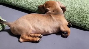 Как икает собака