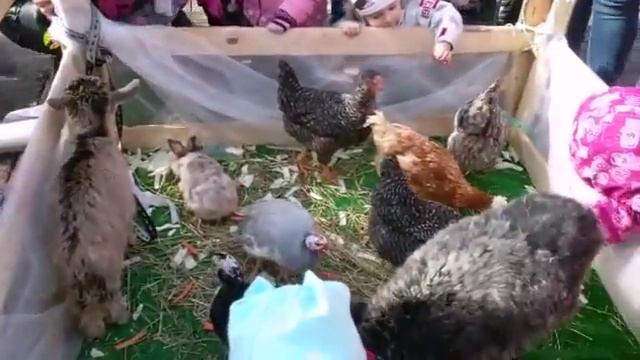 Выездной контактный зоопарк "КИНОэнималс " . Агенство по организации мероприятий "ВСЕГДА ПРАЗДНИК " смотреть онлайн