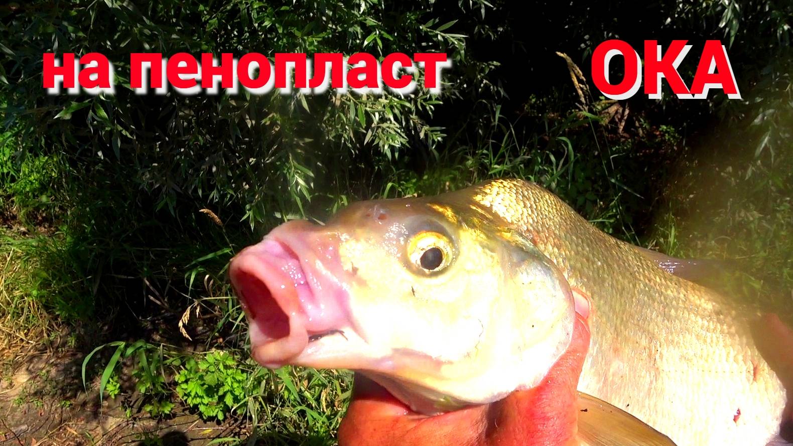 ЭТО ТРОФЕЙ! НА ШАРИК ПЕНОПЛАСТА. Рыбалка на ДОНКИ на ОКЕ. смотреть онлайн