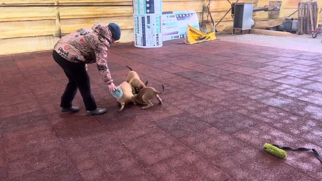 Мали девочки щенки смотреть онлайн