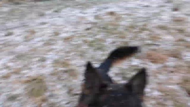 Подрастающее поколение, дерзкое и громкое?с отцом и матерью(Крафт-Варя)тётке Инфанте тримминг делаю смотреть онлайн