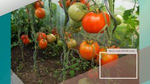 Томат Краснобай - описание сорта