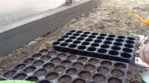 Очень удобные кассеты для рассады.Сею бархатцы.20 апреля 2022 г.