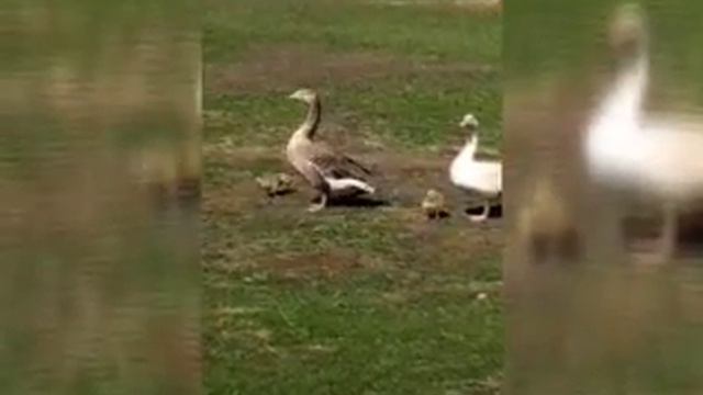 Учитесь как надо рыбачить с вонючими ногами смотреть онлайн