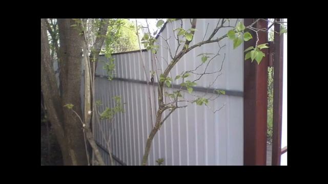 Забор с профнастила фотоотчет смотреть онлайн