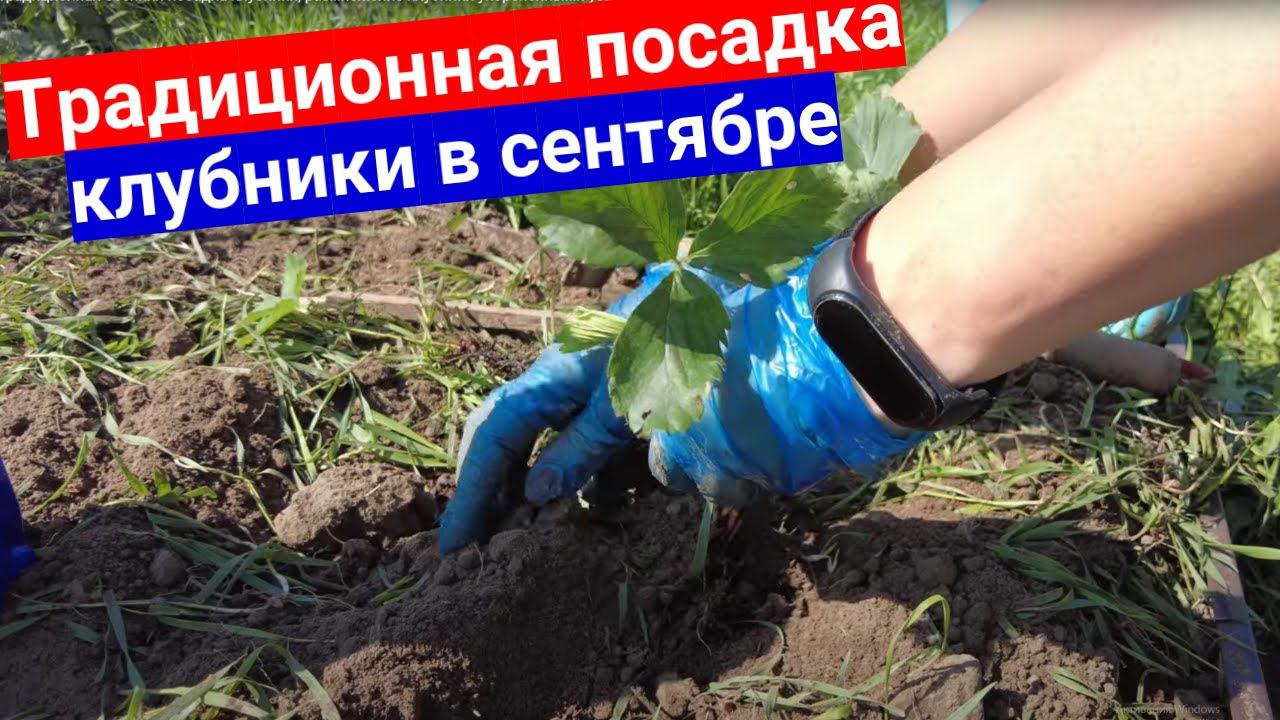 Традиционная осенняя посадка клубники, размножение клубники укорененными усами смотреть онлайн