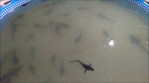 КАРПЫ В УЗВ, СТОИТ ИЛИ НЕТ ?