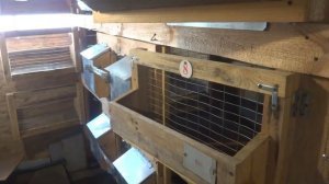 кролик породы Полтавское серебро\ кролиководство