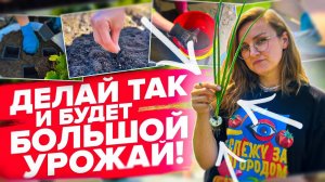 В ОГОРОДЕ ВСЕ ПРЕТ КАК НА ДРОЖЖАХ! Экскурсия по участку июль 2024