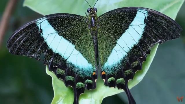 Парусник палинурус (Papilio palinurus) смотреть онлайн